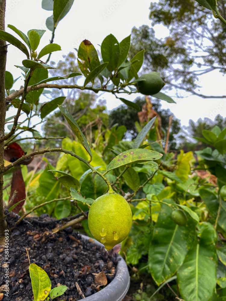 Lemon fruit tree in a pot at garden Lemon fruit tree in a pot at garden
