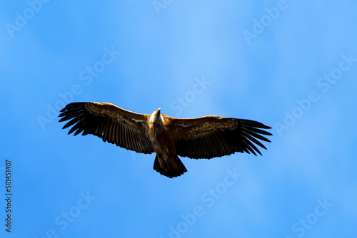 Griffon vulture flying through the blue sky