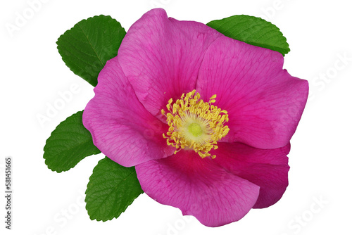 Dog rose, rosa rugosa