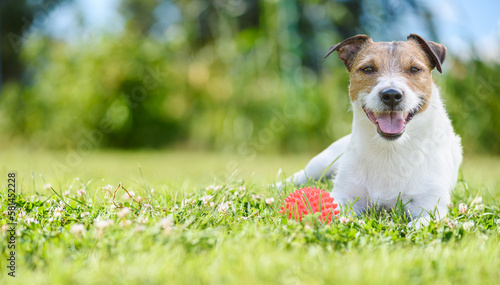Happy smiling dog lying on green grass with toy ball resting after active game. Panoramic banner background