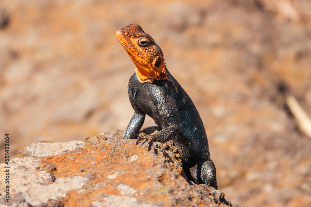A male agama lizard on a volcanic rock at Nakuru, Kenya A male agama lizard on a volcanic rock at Nakuru, Kenya