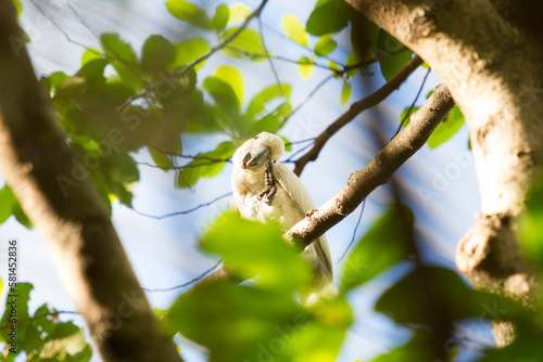 Yellow Crested Cockatoo on tree