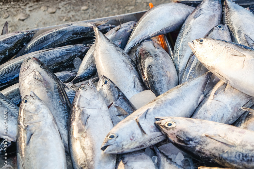 Fresh tuna fish frozen sell in traditioanal fishery market