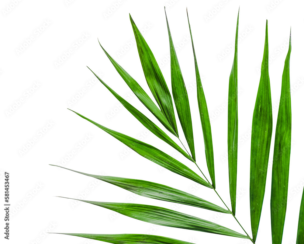 palm leaf on transparent background top view palm leaf on transparent background top view