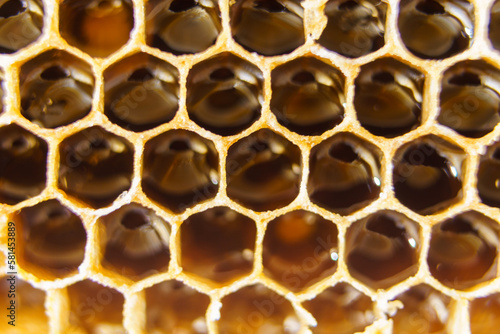 Close-up of bee honeycombs of geometric hexagonal shapes full of delicious honey. Beekeeping, apiculture, bee farming.