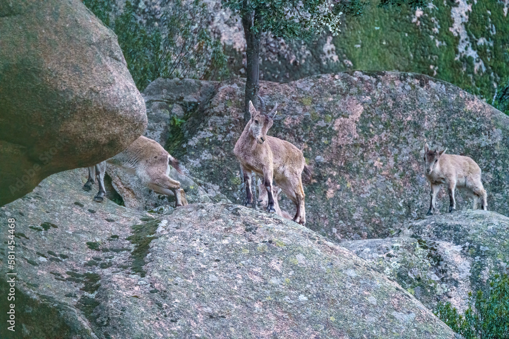 Mountain goat on large granite rock in the mountains Mountain goat on large granite rock in the mountains