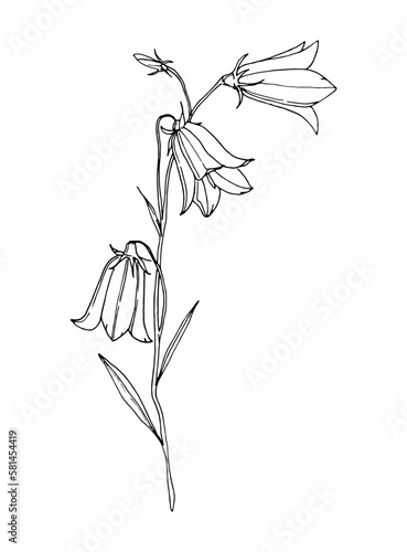 Beautiful bluebell flowers on a white background. Bell. Botanical illustration freehand drawing. vector illustration