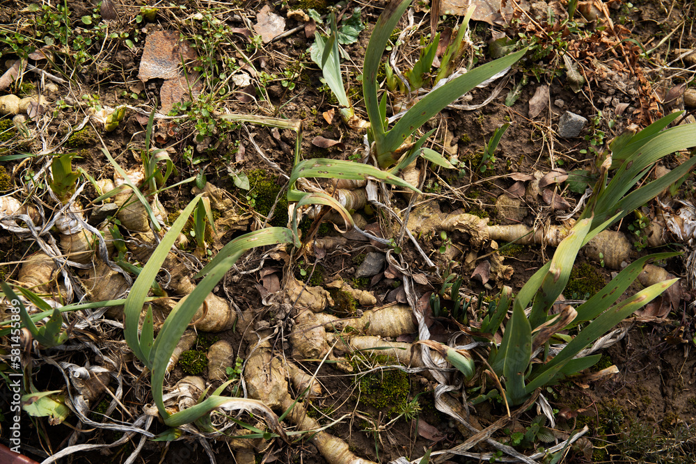 Iris flower root in the summer garden Iris flower root in the summer garden