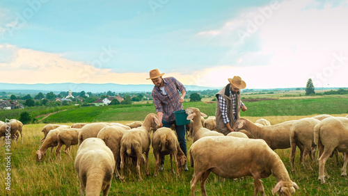Two Caucasian males farmers feeding herd of sheep in field on summer day. Handsome men co-workers in meadow with livestock. Shepherds working in farm. Outdoor. Paddock of sheep.