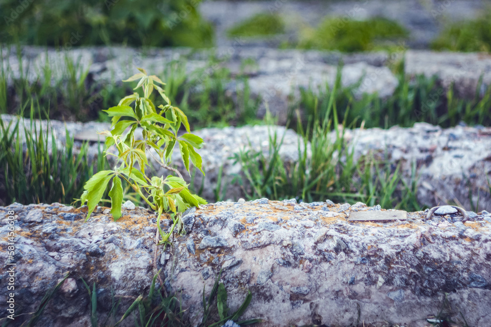 weed on the stone weed on the stone