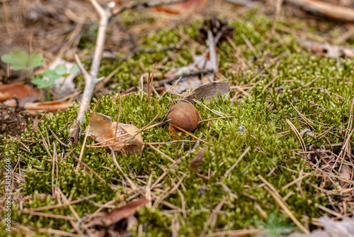 mushroom on the ground