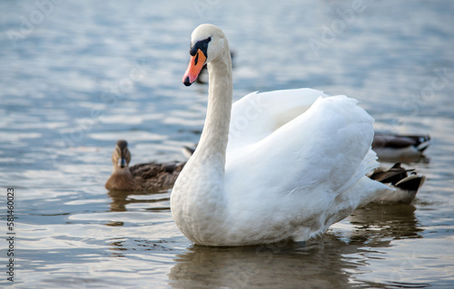 Fototapeta Naklejka Na Ścianę i Meble -  Swans swim in the lake
