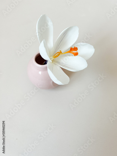 White spring crocus flowers in pink vase