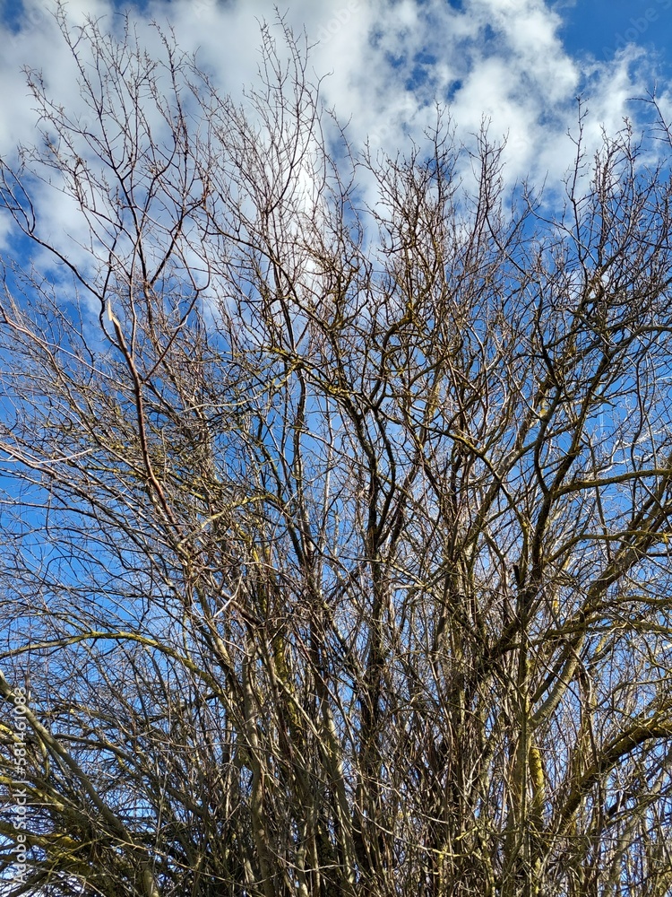 trees and sky trees and sky