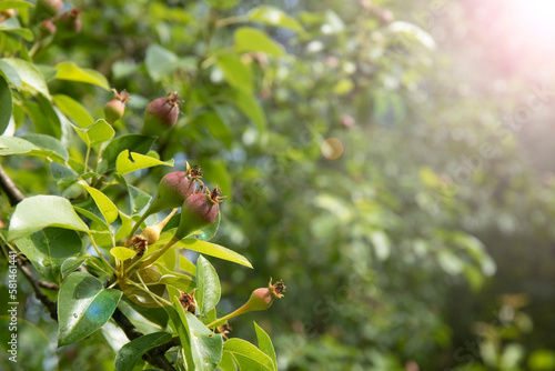 Φωτογραφία Branch with small pears growing on a tree in garden