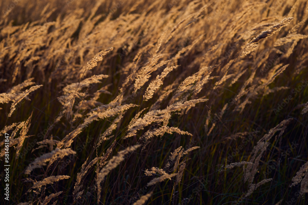Obraz premium Autumn landscape of a meadow overgrown with dry grass against the background of yellow birches.