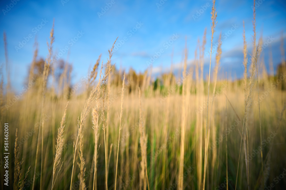 Obraz premium Autumn landscape of a meadow overgrown with dry grass against the background of yellow birches.