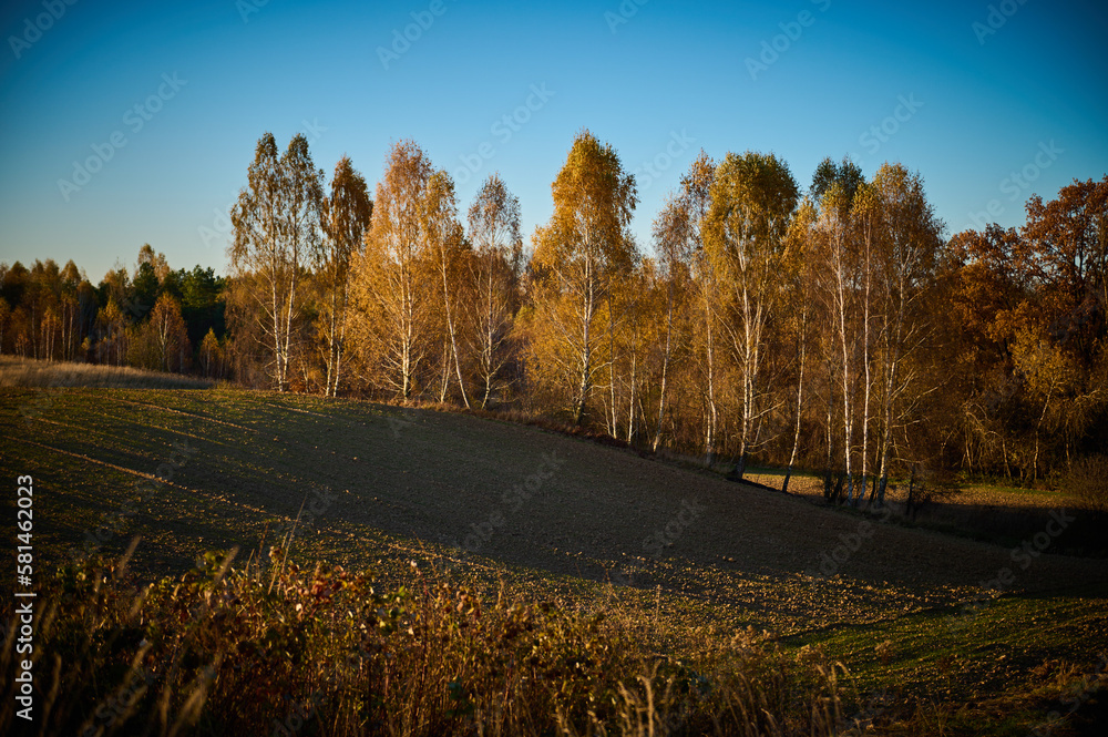 Fototapeta premium A Polish field near the forest is preparing for winter