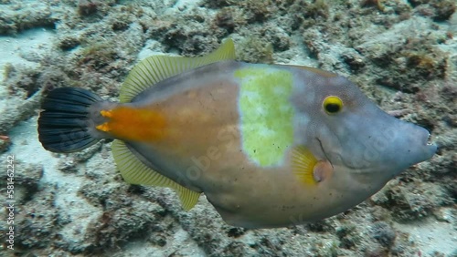 Whitespotted filefish (Cantherhines macrocerus) swimming in the sea. Tropical marine animal. Underwater video from scuba diving with fish. Aquatic wildlife. photo