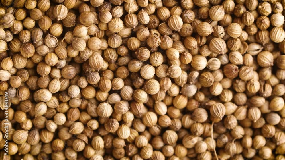 dried Coriander seeds background dried Coriander seeds background