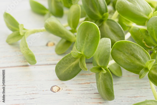 Close up image of fresh young sunflower sprouts.