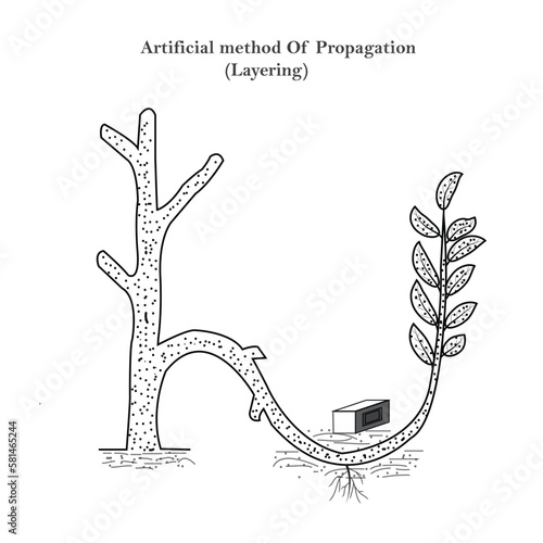 Reproduction in plants, artificial method of propagation,layering, lemon, ixora, jasmine, grape vine etc respond this method, botany concept, roots photo