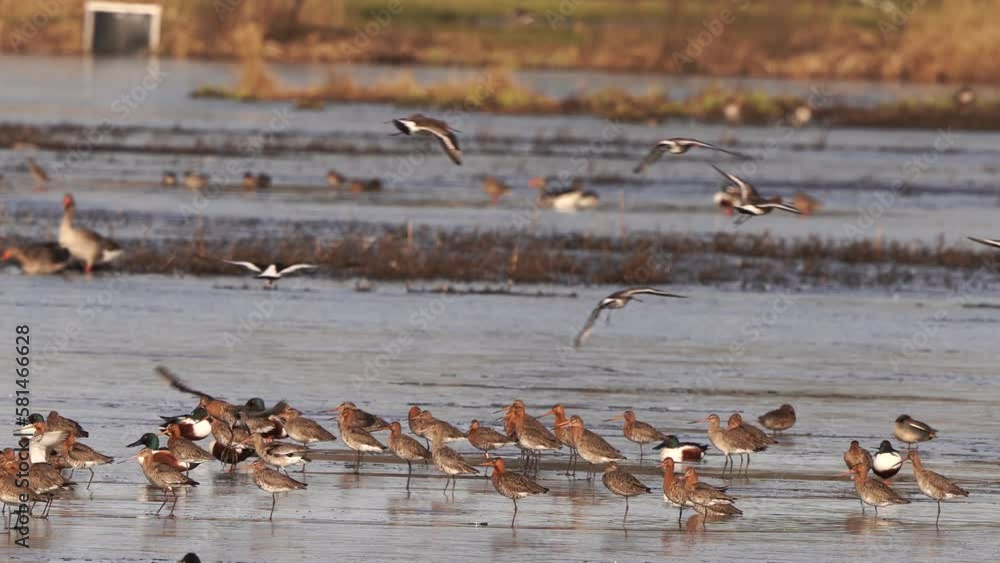 A group of black-tailed godwit (Limosa limosa) flying up from a frozen pond A group of black-tailed godwit (Limosa limosa) flying up from a frozen pond
