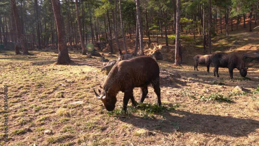 National animal of Bhutan called Takin in Thimphu, Bhutan National animal of Bhutan called Takin in Thimphu, Bhutan