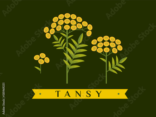 Tansy vector drawing. Isolated flower and leaves. Detailed botanical sketch for tea, organic cosmetics, medicine, aromatherapy