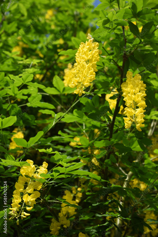Yellow colored wisteria, Ashikaga, Tochigi, Japan Yellow colored wisteria, Ashikaga, Tochigi, Japan