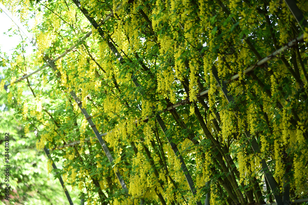 Yellow colored wisteria, Ashikaga, Tochigi, Japan