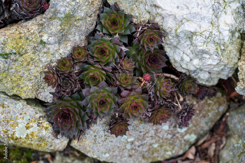 Dark green plant Sempervivum vicentei grows between rocks photo