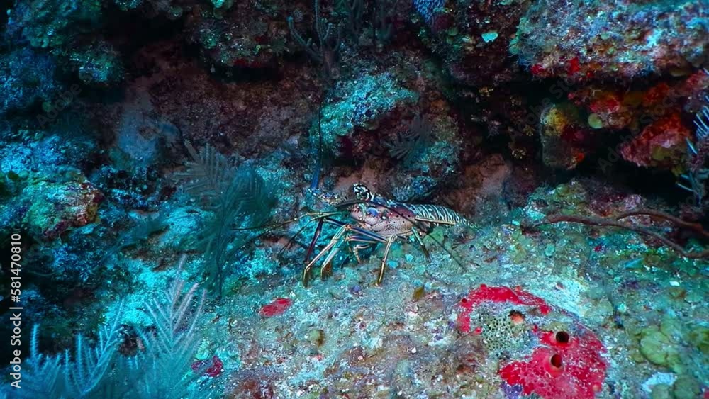 Red caribbean spiny lobster (Panulirus argus) hiding on the coral reef