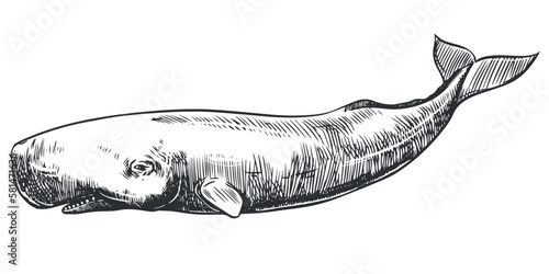 Graphical hand painted whale isolated on white background. Vector illustration. Sperm whale