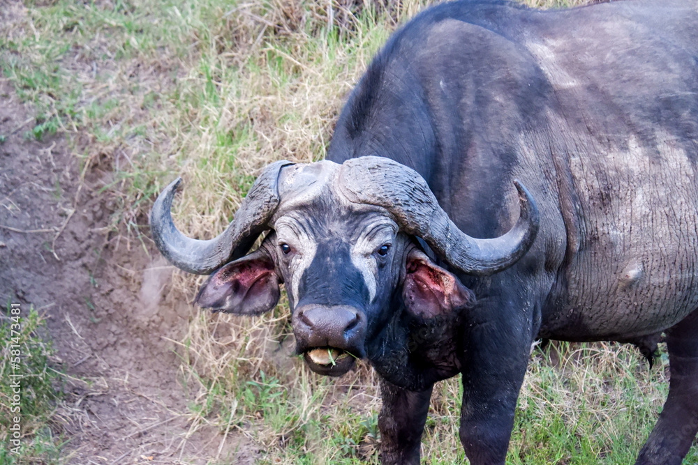 African buffalo caught mid-bite in the Maasai Mara