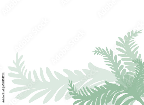 Fototapeta Naklejka Na Ścianę i Meble -  feuilles de fougère  vert gris clair sur fond blanc