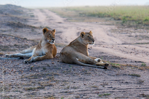 Lionesses relax by a dirt path in the Maasai Mara