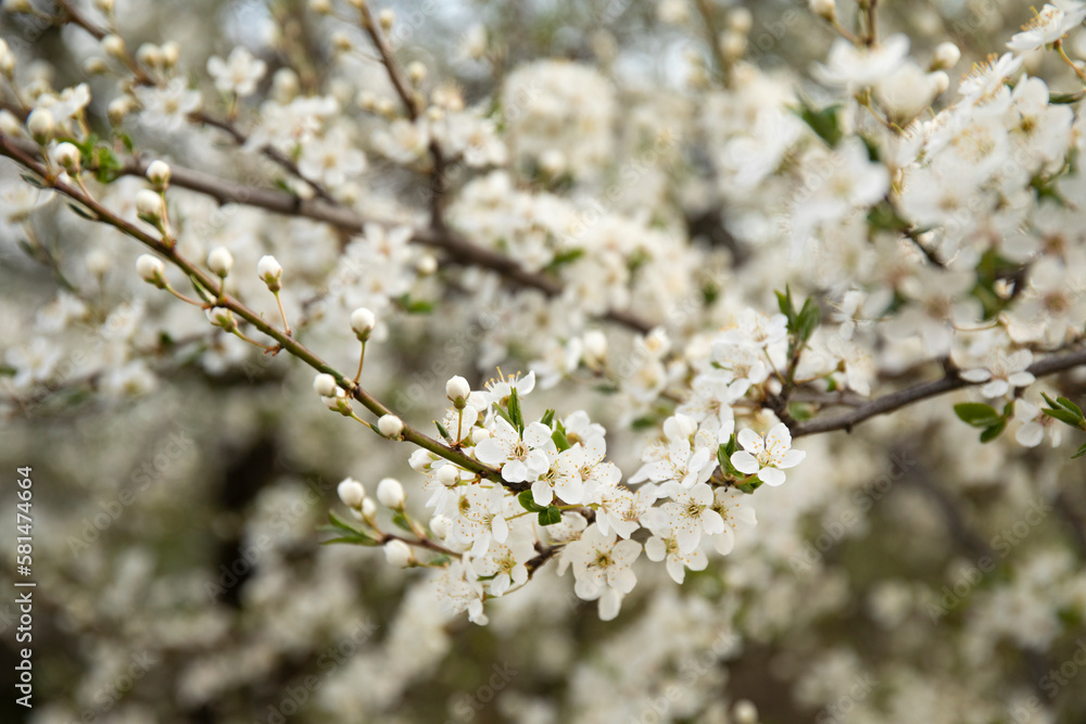Branch of a blossoming tree in a spring garden with sunlights Branch of a blossoming tree in a spring garden with sunlights
