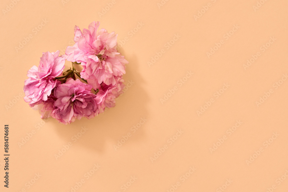 Fototapeta premium Pink kwanzan cherry blossom on orange background