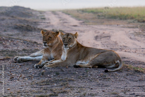 Lionesses relax by a dirt path in the Maasai Mara