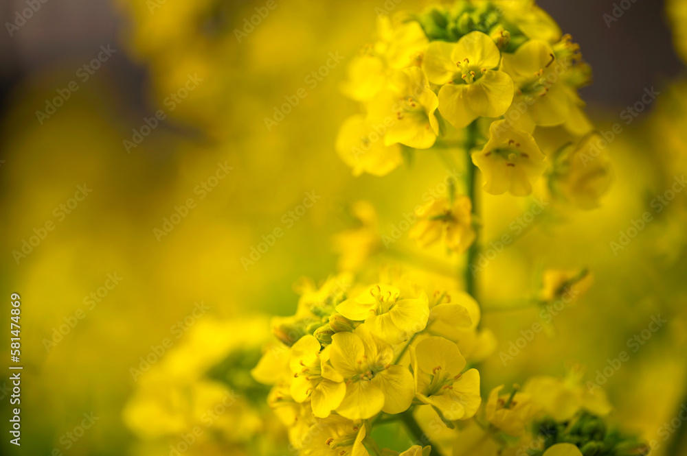 菜の花 菜の花