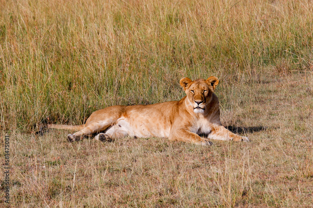 Lioness laying down in the grass in the Maasai Mara Lioness laying down in the grass in the Maasai Mara