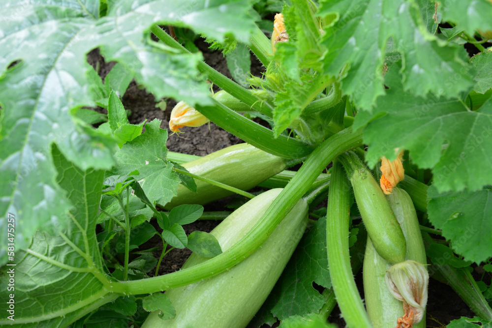 A bunch of zucchini is in the garden with the green leaves isolated