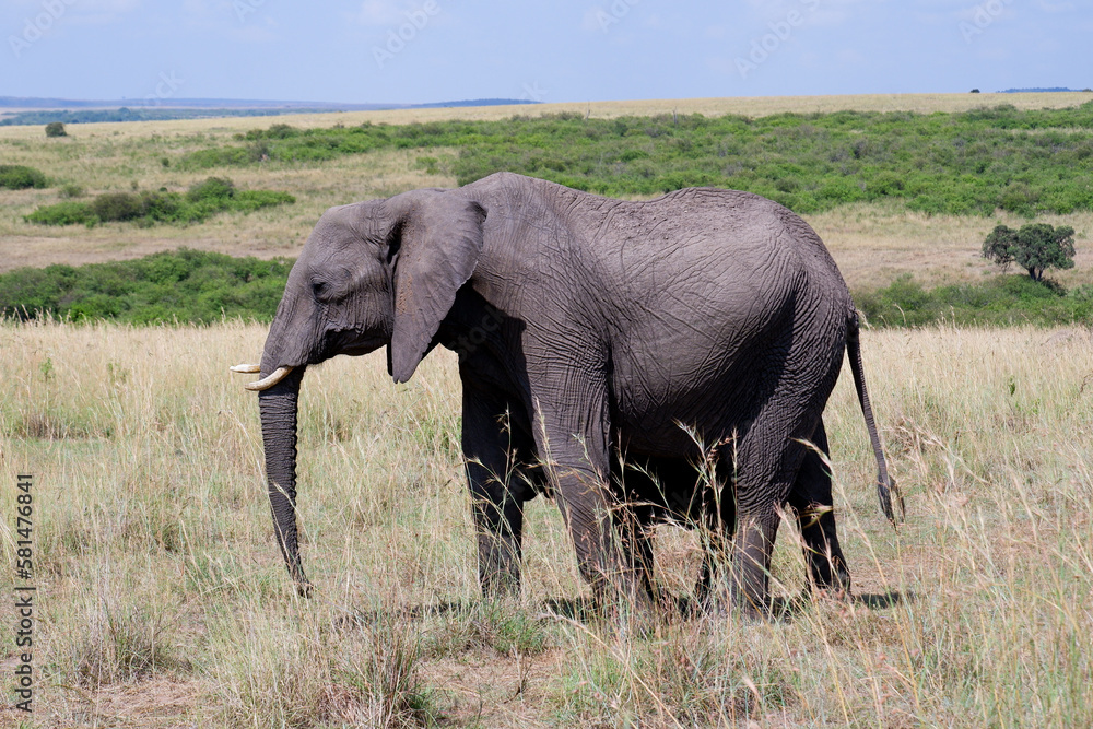Elephants walk through grass in the Maasai Mara, Kenya