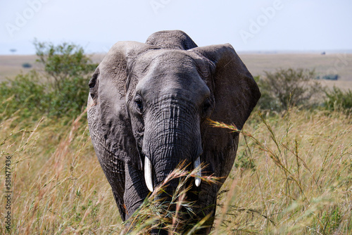 Elephant stands strong in the grass in the Maasai Mara  Kenya