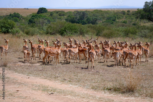 A herd of impala looking the same direction in the Maasai Mara
