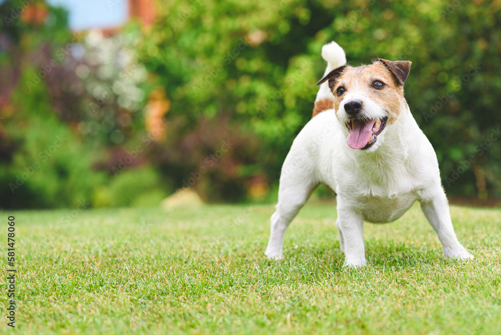 Full-length portrait of happy smiling pet dog playing on green grass lawn on summer day.