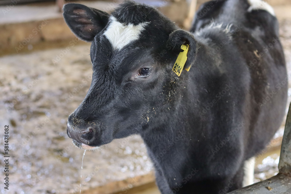 Black cattle in a barn, agriculture industry, farming and animal husbandry concept -   hay in cowshed on a dairy farm 