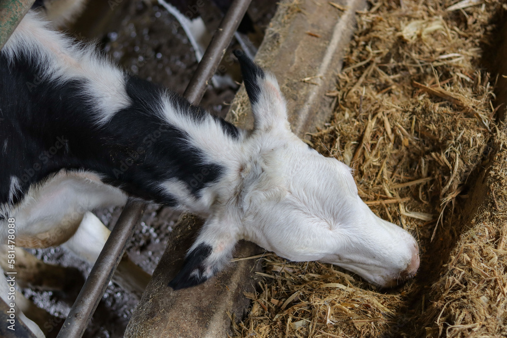 cow head eating hay in cowshed on dairy farm, agriculture industry