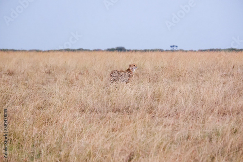 Cheetah stands in the grass in the Maasai Mara  Kenya